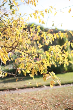 jardin plantes