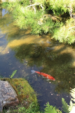 japanese garden