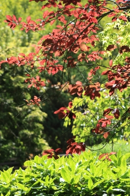 japanese garden