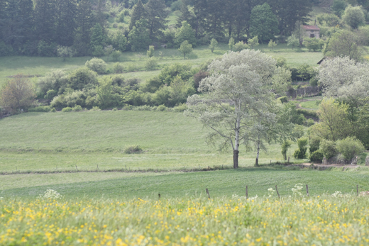 countryside